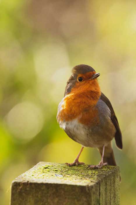 News from RoleyPoley Trust